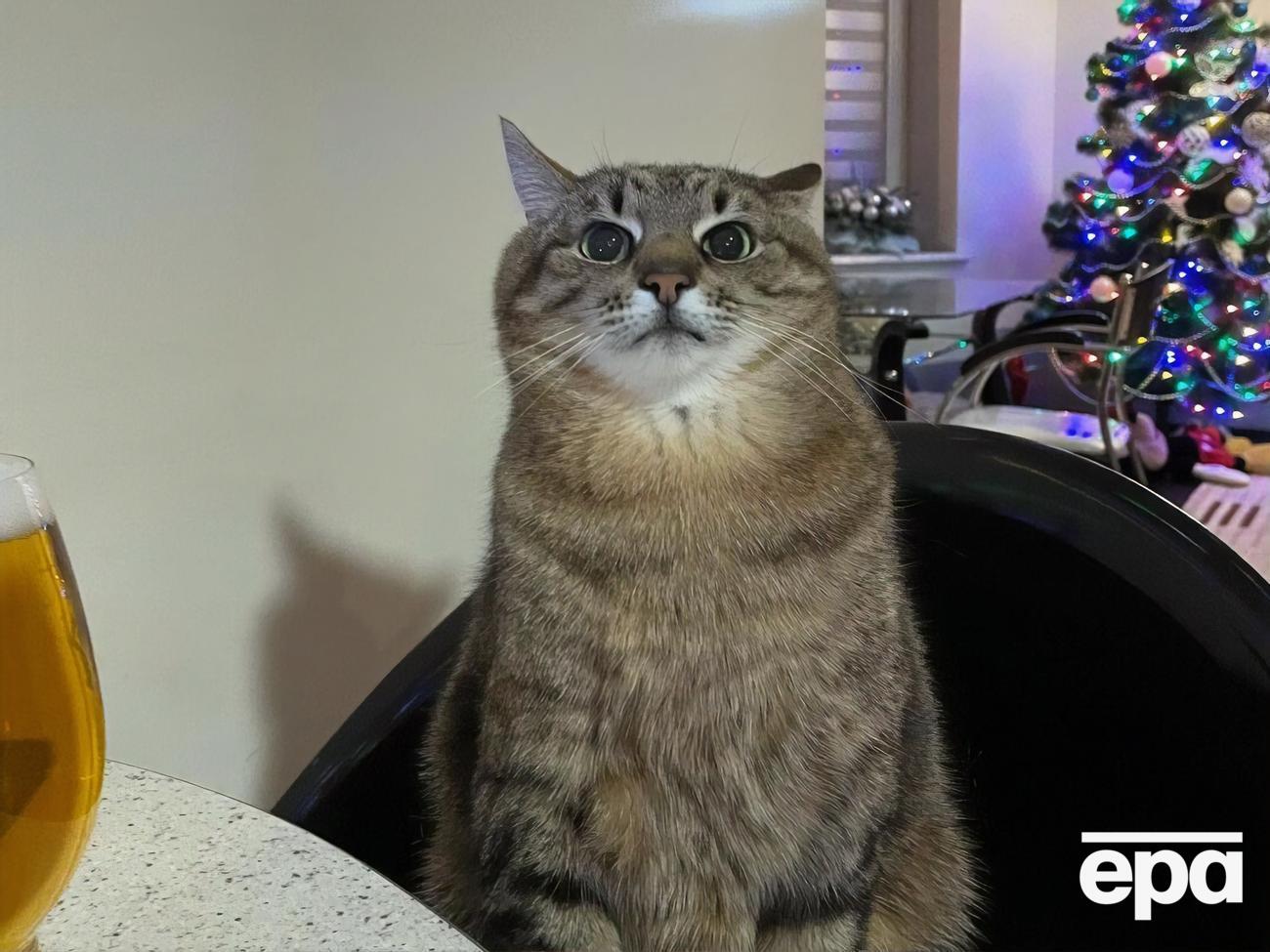 Кот Степан: Каникулы мы проведем во Львове