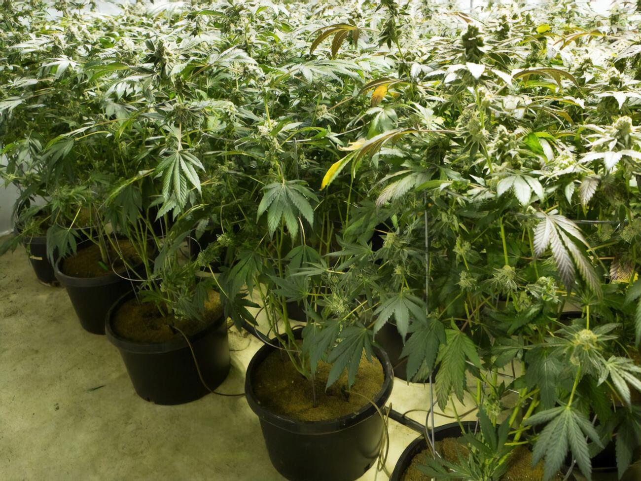 Під час рейду іспанська поліція виявила 2500 рослин канабісу