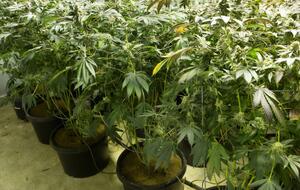 Під час рейду іспанська поліція виявила 2500 рослин канабісу