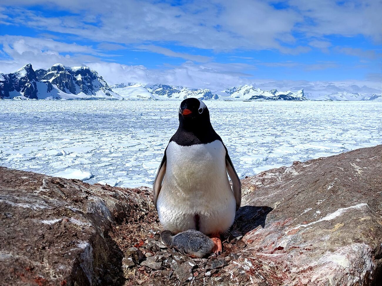 "Милый, серенький и тоненько пищит". Возле станции "Академик Вернадский" родился первый пингвиненок. Фоторепортаж