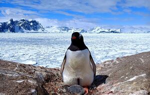 "Милый, серенький и тоненько пищит". Возле станции "Академик Вернадский" родился первый пингвиненок. Фоторепортаж