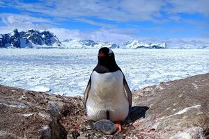 "Милий, сіренький і тоненько пищить". Біля станції "Академік Вернадський" народилося перше пінгвіненя. Фоторепортаж