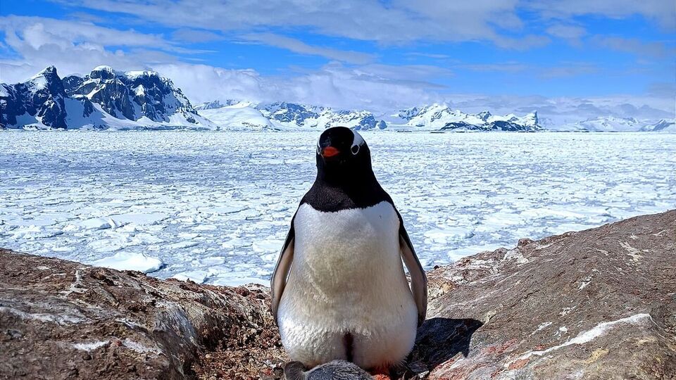 "Милый, серенький и тоненько пищит". Возле станции "Академик Вернадский" родился первый пингвиненок. Фоторепортаж