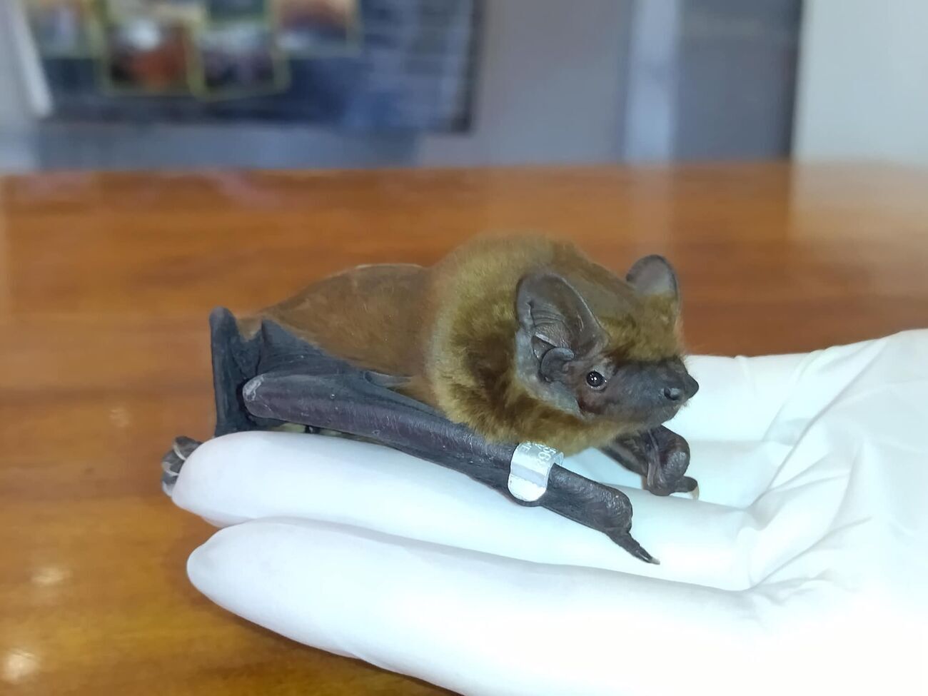 Центр спас более 20 тыс. летучих мышей из 213 населенных пунктов Украины