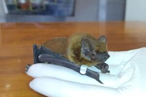 Центр урятував понад 20 тис. кажанів із 213 населених пунктів України