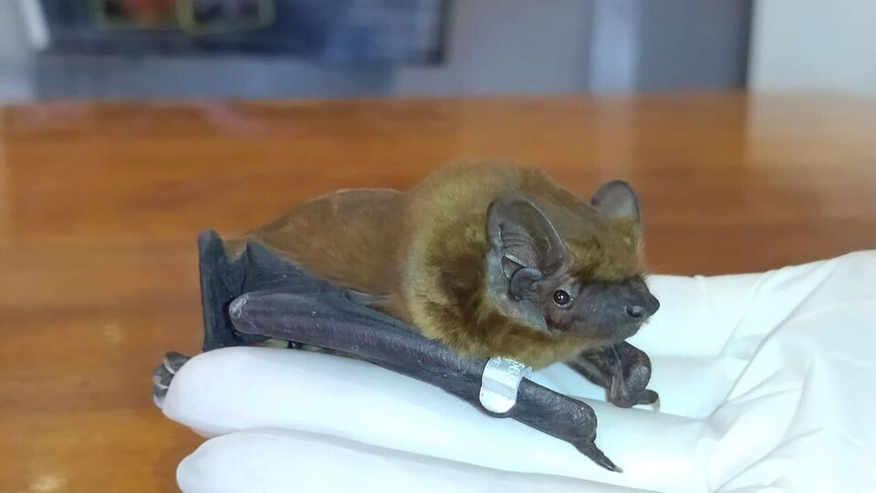 Центр урятував понад 20 тис. кажанів із 213 населених пунктів України