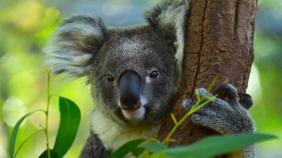 По оценкам экспертов, в Австралии обитает от 32 тыс. до 58 тыс. коал