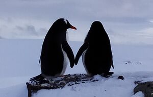 Украинские полярники показали влюбленных пингвинов в День святого Валентина. Фоторепортаж