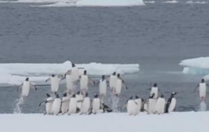 Субантарктические пингвины могут покорять высоту до 3 метров, выпрыгивая из воды, говорят украинские ученые