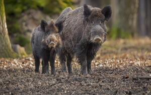 Туші двох диких кабанів знайшли в угіддях мисливського господарства в Обухівському районі