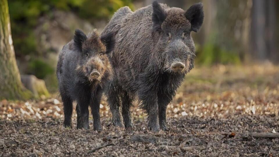 Туши двух диких кабанов были найдены в угодьях охотничьего хозяйства в Обуховском районе