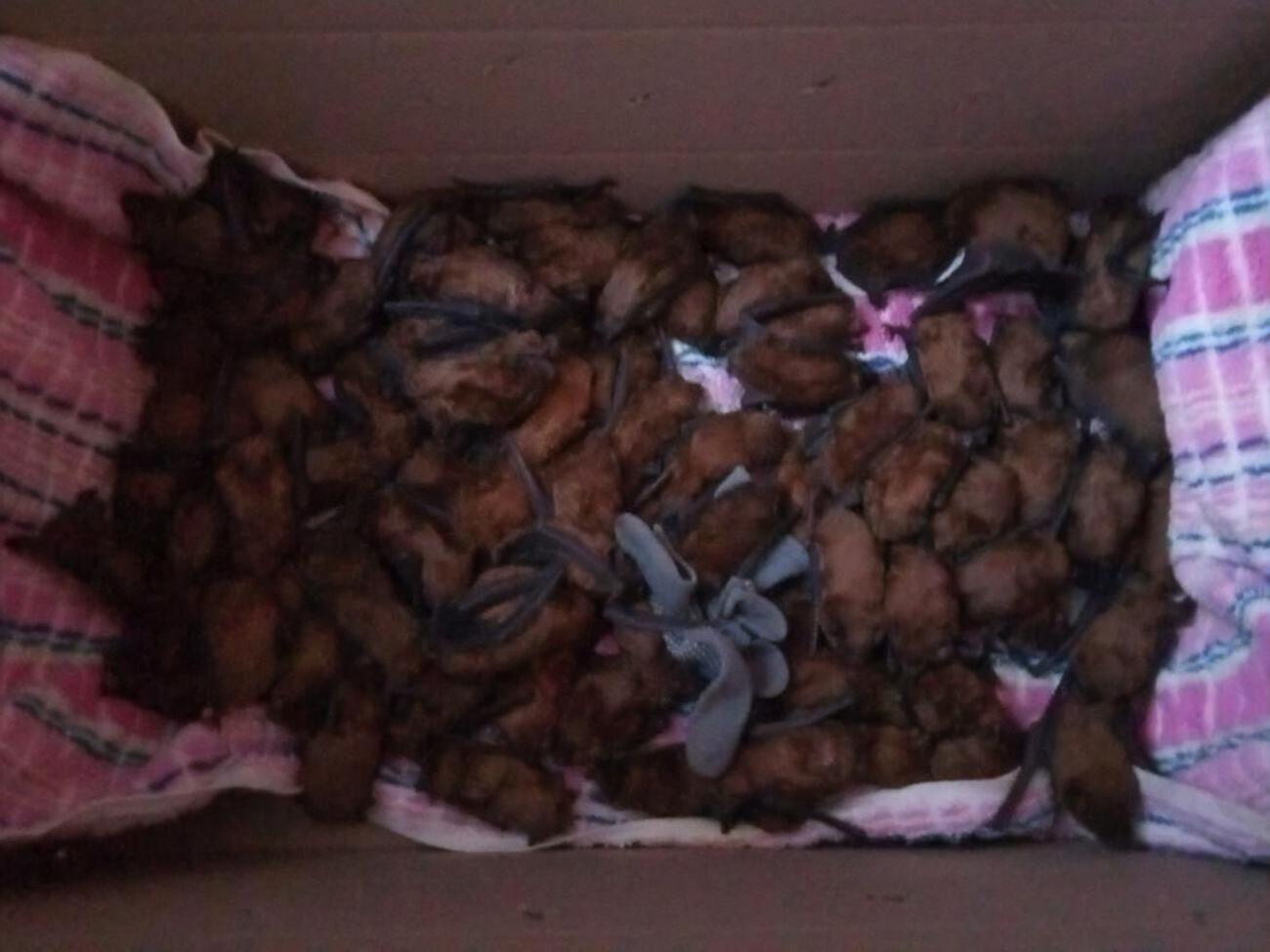 Рукокрилих склали в картонні коробки з отворами для дихання і передали волонтерам