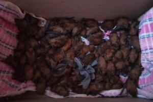 Рукокрылых сложили в картонные коробки с отверстиями для дыхания и передали волонтерам