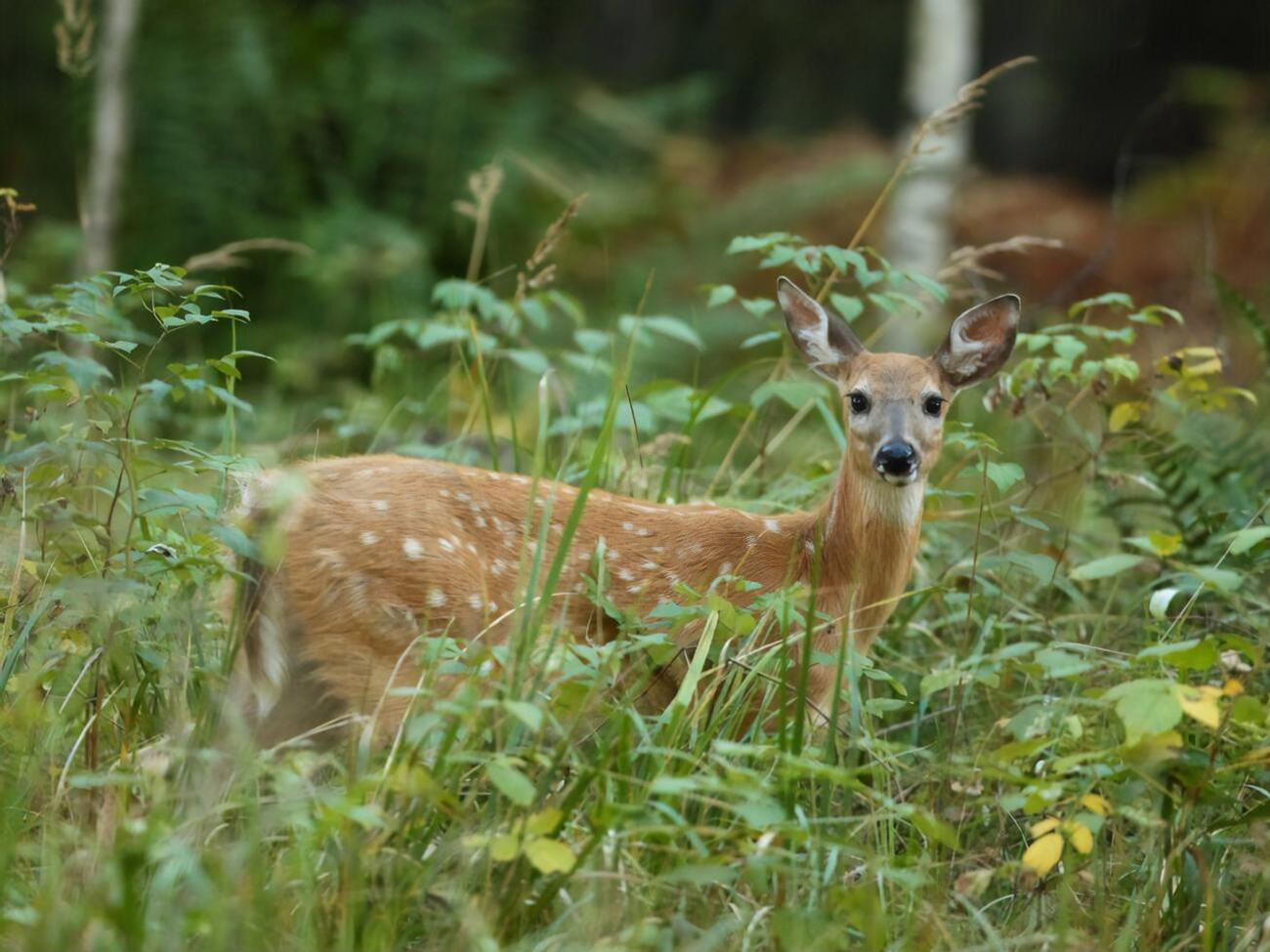 Циркуляція вірусу у тварин підвищує імовірність його повернення до людей, зазначають учені