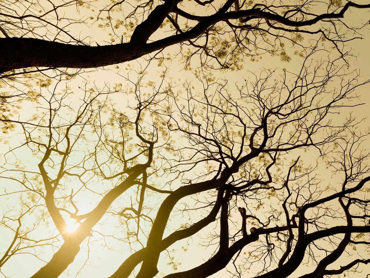 По информации разведки, оккупанты хотят вырубать и продавать украинские леса