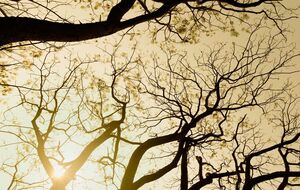 По информации разведки, оккупанты хотят вырубать и продавать украинские леса