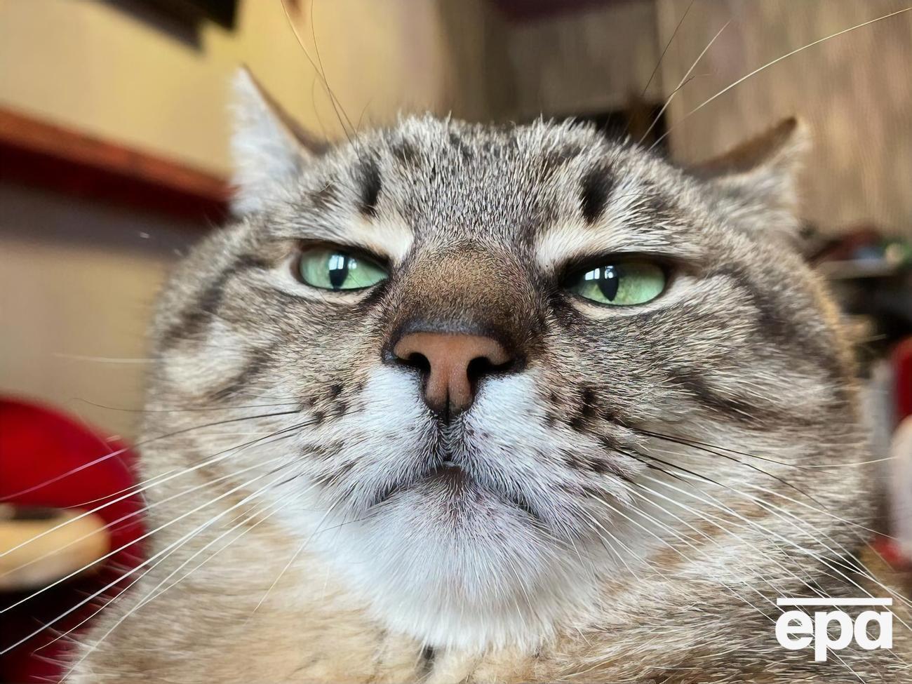 Кіт Степан: Харківські волонтери допомогли нам дістатися вокзалу