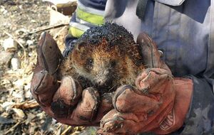 Українські рятувальники показали, який вигляд можуть мати тварини, що пережили пожежу