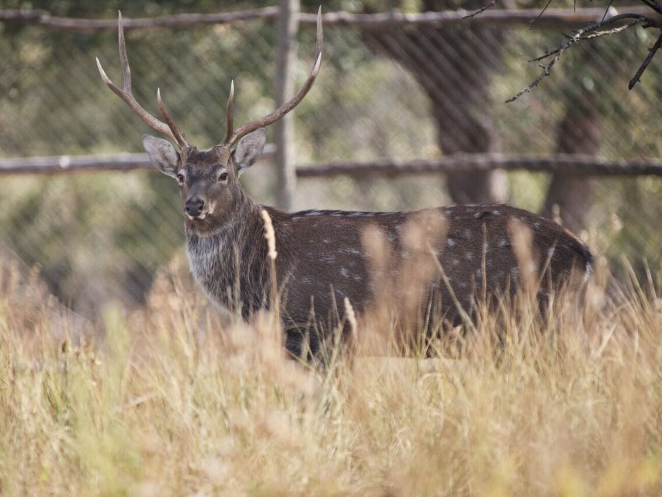 Сбежавшие олени могут прокормить себя сами, отметили в экопарке