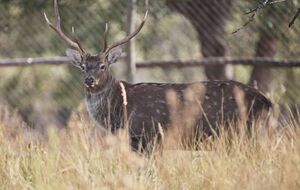 Сбежавшие олени могут прокормить себя сами, отметили в экопарке