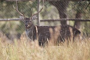 Сбежавшие олени могут прокормить себя сами, отметили в экопарке