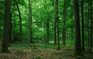 В ОВА заявили, что запрет на посещение лесов действует для безопасности людей и сохранения лесов от пожаров!