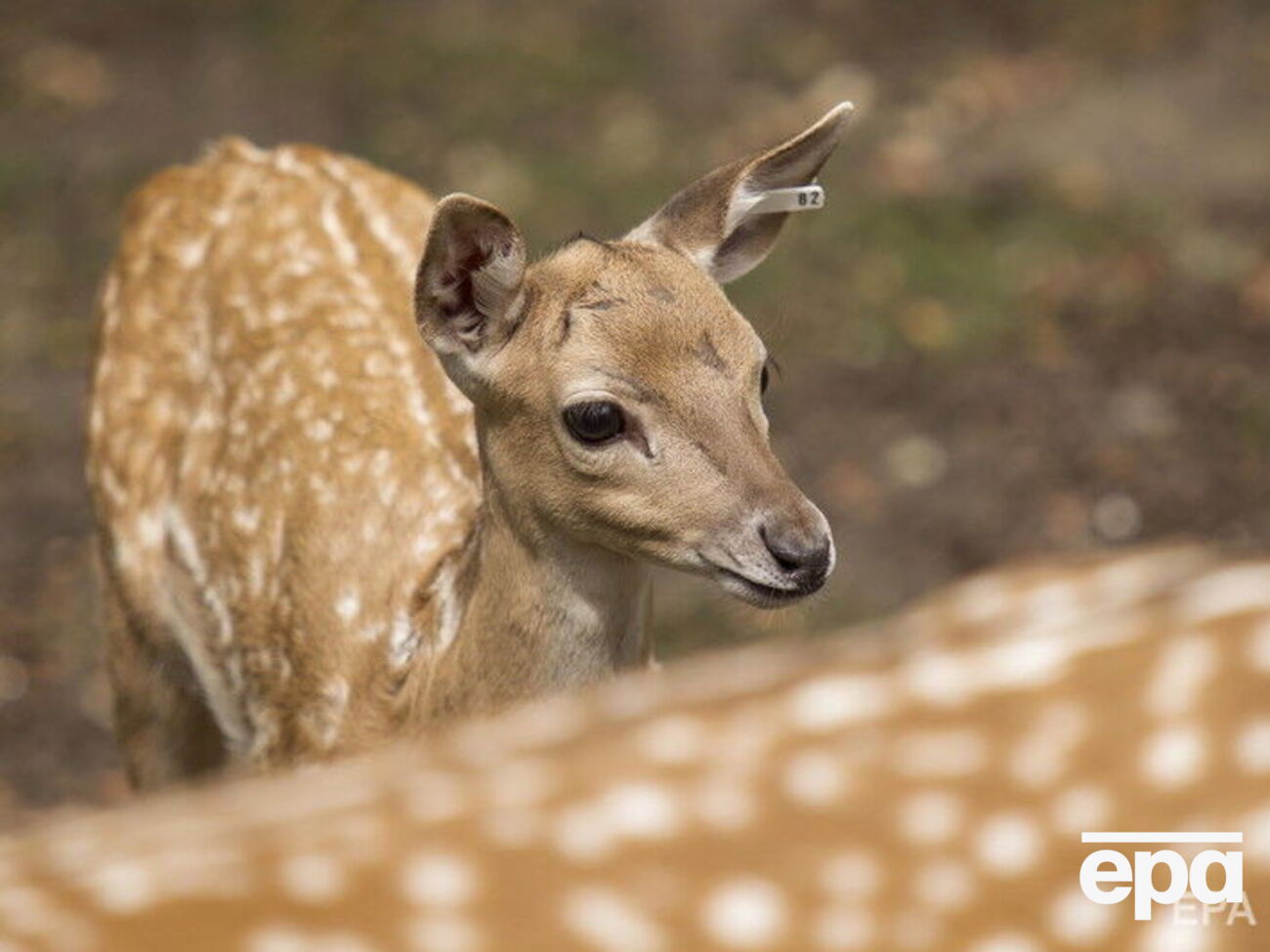 Владелец экопарка назвал обстрел животных "варварским"
