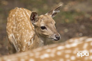 Владелец экопарка назвал обстрел животных "варварским"