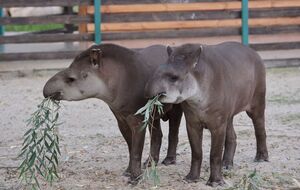 Вывезти тапиров из экопарка пока не могут, их регулярно проведывают волонтеры