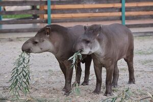Вывезти тапиров из экопарка пока не могут, их регулярно проведывают волонтеры