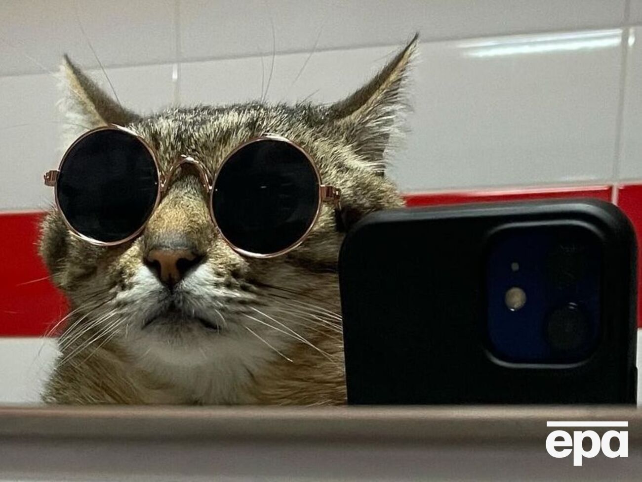 Кот Степан до войны жил в Харькове