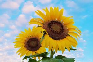 Для підтримки українських біженців Pantone пожертвував $1 млн