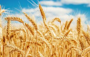 Украина и Россия, которых когда-то называли "житницей Европы", экспортируют примерно четверть мировой пшеницы