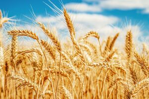 Україна та Росія, яких колись називали "житницею Європи", експортують приблизно чверть світової пшениці