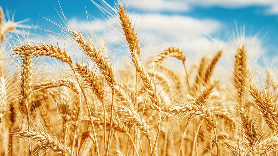 Україна та Росія, яких колись називали "житницею Європи", експортують приблизно чверть світової пшениці