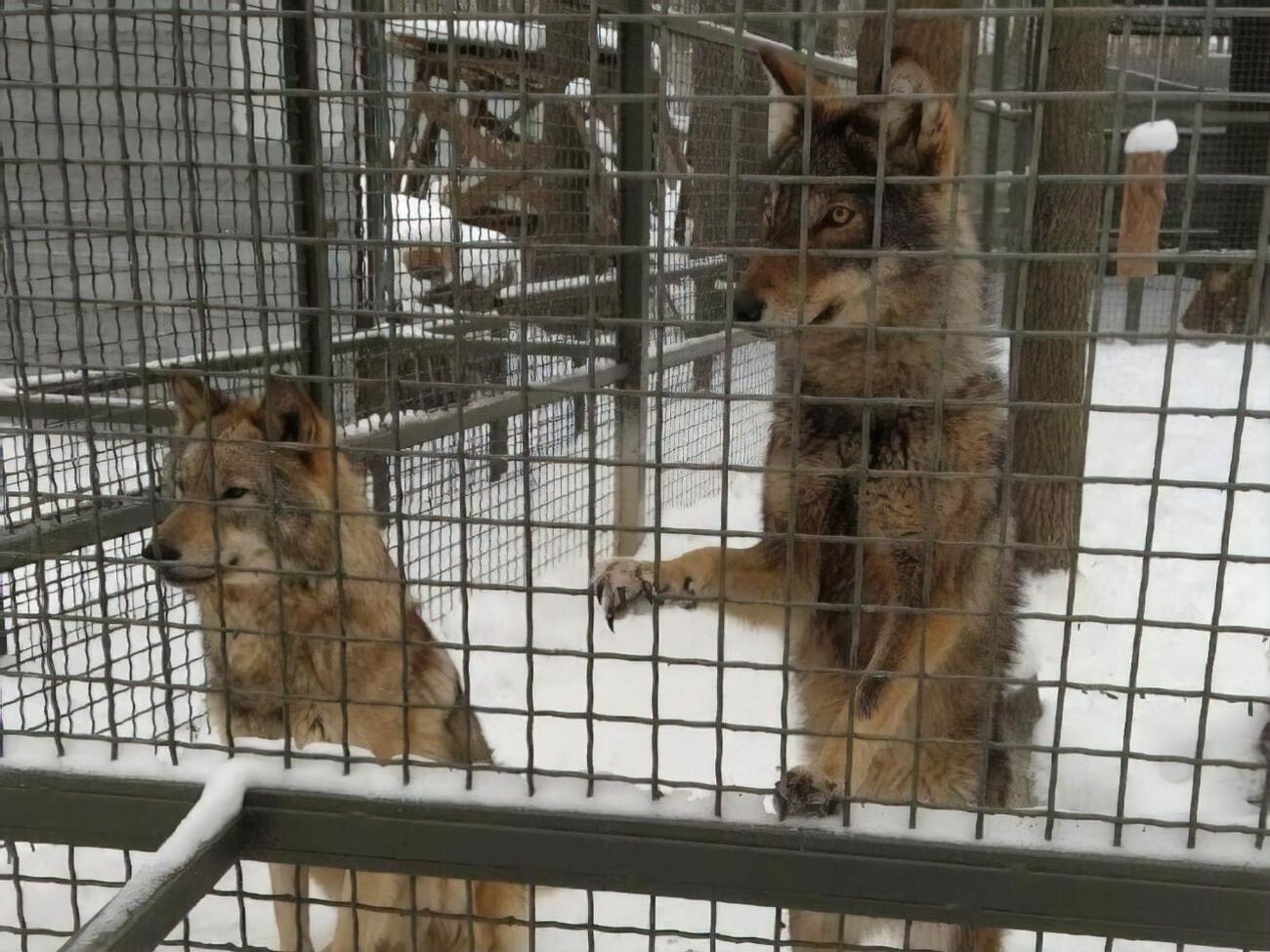 В "Фельдман Экопарке" содержится более 2 тыс. животных 300 видов