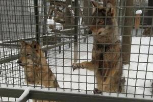 В "Фельдман Экопарке" содержится более 2 тыс. животных 300 видов