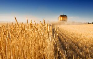 По данным The Observatory of Economic Complexity, Украина является пятым по величине экспортером пшеницы