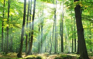 Запрет не касается сотрудников силовых и коммунальных служб