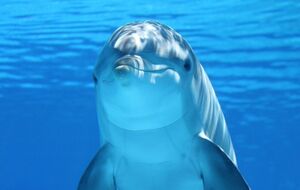 В Харькове остались дельфиненок, родившийся 17 апреля, и его родители