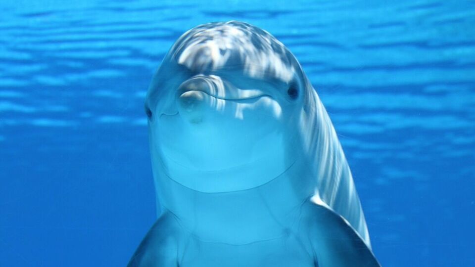 В Харькове остались дельфиненок, родившийся 17 апреля, и его родители