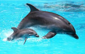 На побережье Черного моря во время войны начали находить мертвых дельфинов