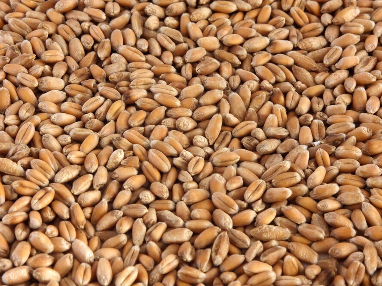 РФ крадет украинское зерно на временно оккупированных территориях