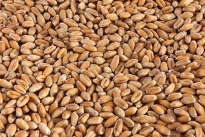 РФ крадет украинское зерно на временно оккупированных территориях