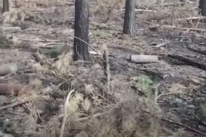 Засипані землею тіла знайшли у лісі біля села Мироцьке