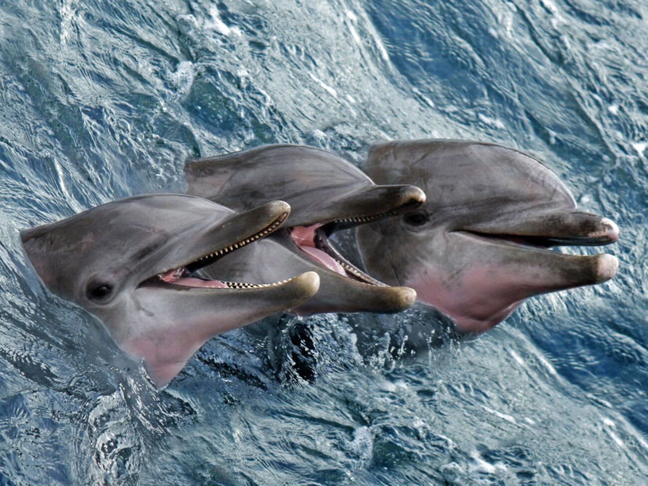 Дельфинов для военных целей использовали и Россия, и США