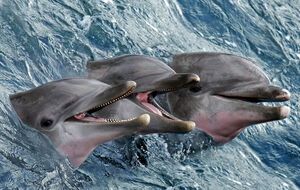 Дельфинов для военных целей использовали и Россия, и США