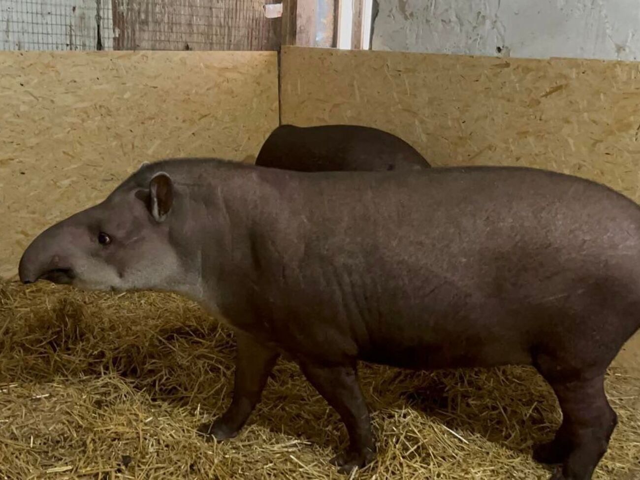 Для тапиров&nbsp;Далмы, Пинто и Долли подготовили временный дом в "Экопарке Ковалівка"