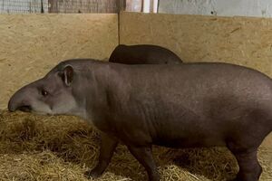 Для тапиров Далмы, Пинто и Долли подготовили временный дом в "Экопарке Ковалівка"