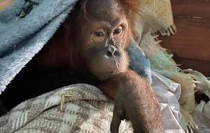 Большинство животных зоопарка смогло выжить